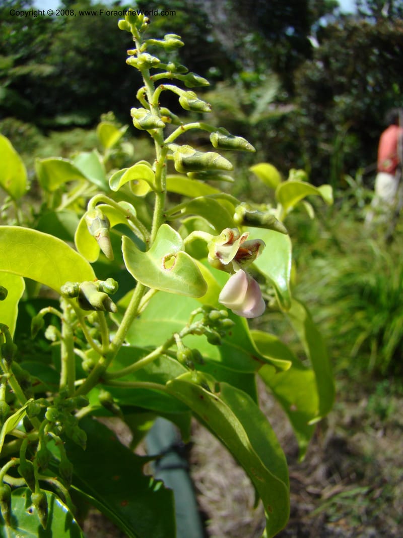 Agatea rufotomentosa, JMunzinger4707--New Caledonia. Mandjelia. 13 Nov 07. 129.jpg