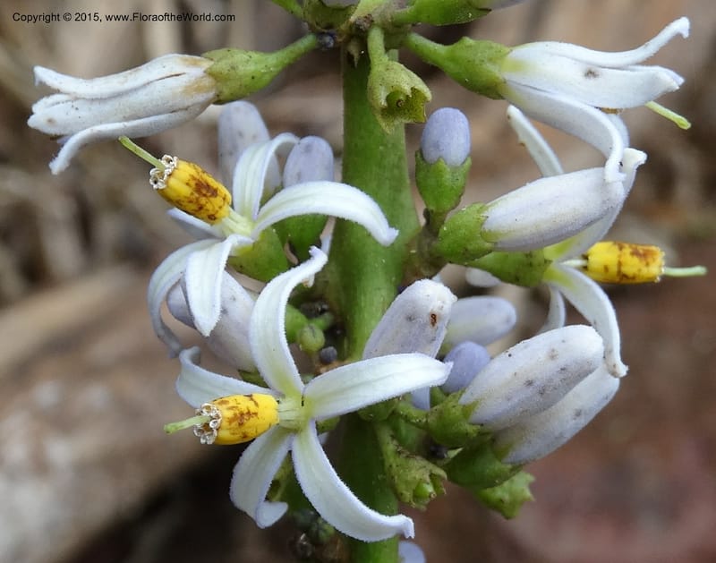 Solanum, Davidson, C 12333--Cameroon. Etome Village to Etinde. 18 Mar 2014. DSC02275 (179).JPG