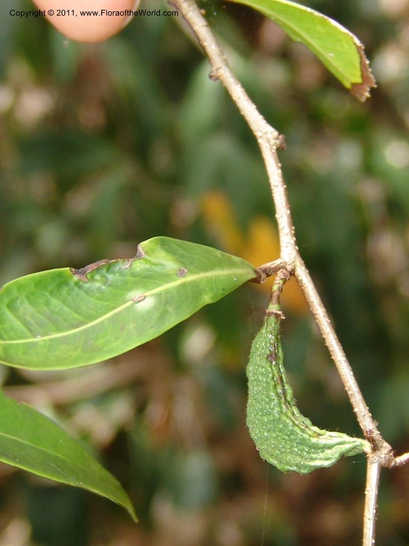 Cynometra, ZRogers1178--Madag. Antsir. Nosy Be. Lokobe Forest. 15 Nov 06. 168.jpg