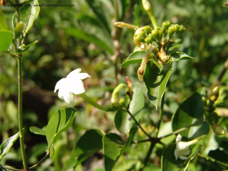 Jasminum abyssinicum--Kenya. Homa Bay Distr. Koru. Kweissos house. 3 Jul 04. 176.jpg