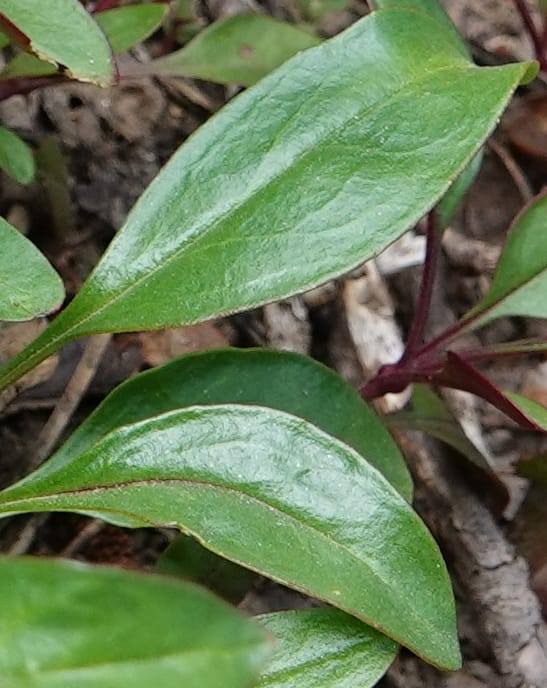 Penstemon albertinus, C. Davidson 13840--ID. Shoshone Co. Freezeout Rd. FR 301. 10 Jul 2018. DSC06582 (274).JPG