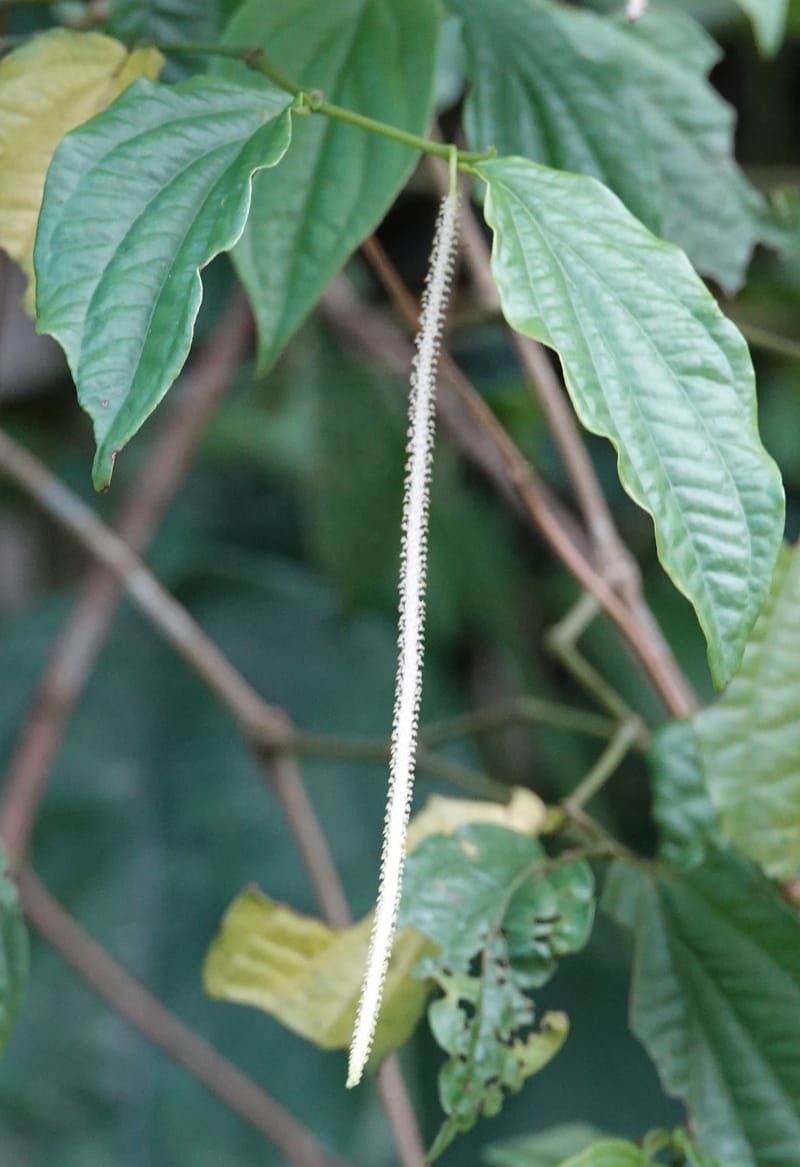 Piper bonii, D. Boufford 44107--China. Yunnan. Lao jun Shan. 30 Apr 2018. DSC00424 (389).JPG