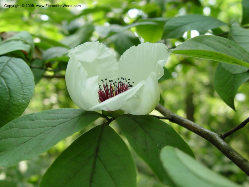 Stewartia malacodendron--DE. Mt. Cuba Center. 24 Jun 03. 064.jpg