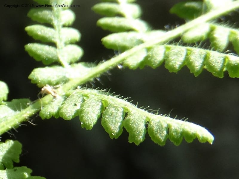 Woodsia scopulina, Davidson, C 12843--Idaho. Valley County. Sylvan Beach. 15 Jun 2015.  (42).JPG