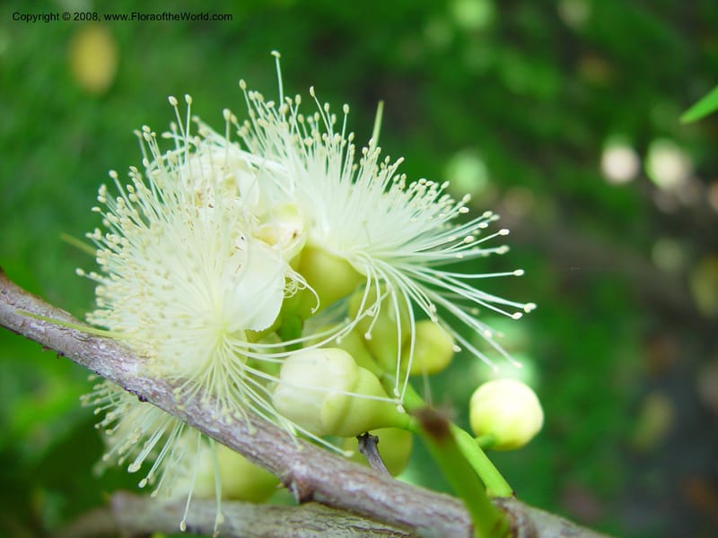 Syzygium samarangense--FL. Fairchild Tropical Gard. 6 Apr 03. 295.jpg