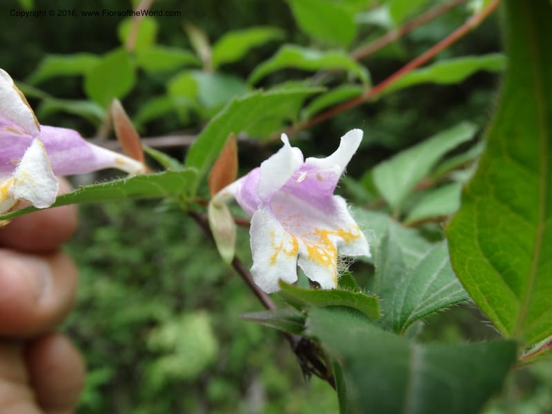 Abelia macrotera, Boufford, D 43692--China. Sichuan. LongDongZhen on Rd. to LeiYuan Shan. 13 May 2014. DSC05860 (178).JPG