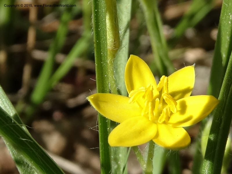 Hypoxis hirsuta, Davidson, C 12977--North Carolina. Clay Co. Buck Cr. 13 May 2015. DSC04619 (130).JPG