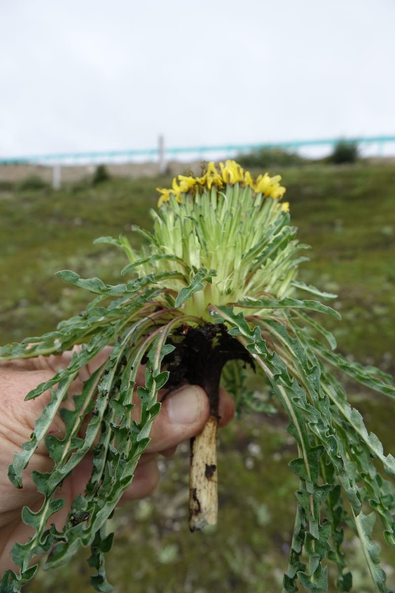 Soroseris gillii, D. Boufford 44012--China. Sichuan. Daocheng Xian. 14 Aug 2017. DSC05676 (164).JPG