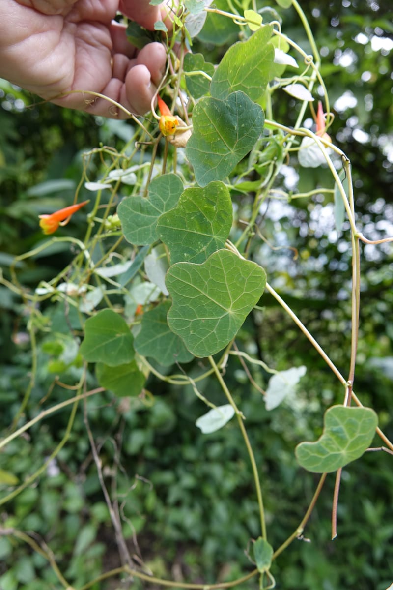 Tropaeolum emarginatum, Gomez-Dominguez, H 3772--Mexico. Chiapas. La Selva Negra. Rincon Chamula. 22 Mar 2017.  (121).JPG