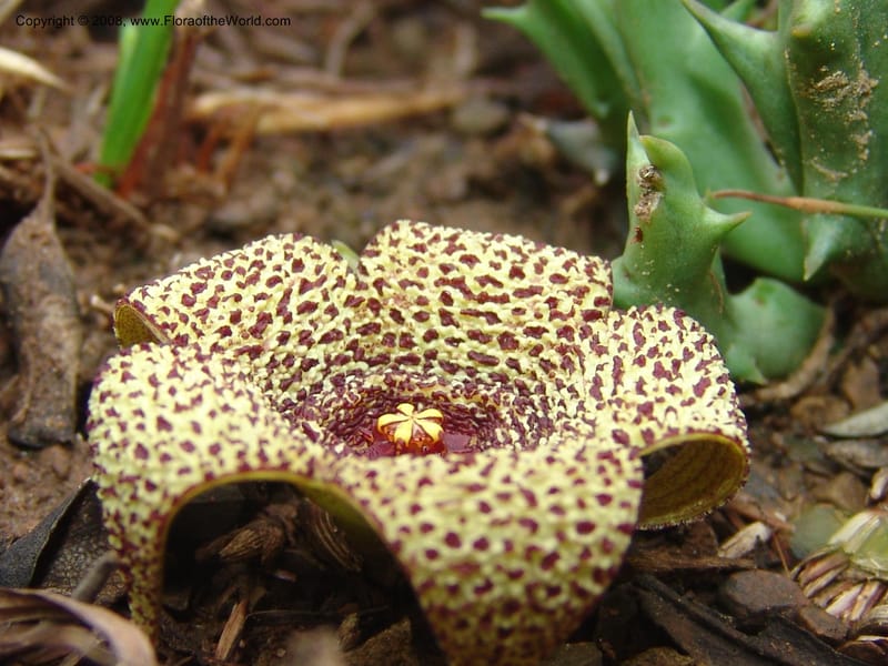 Orbea verrucosa--So.Africa. E. Cape. Kap Riv. Nat. Res. 7 Mch 05. 063.jpg
