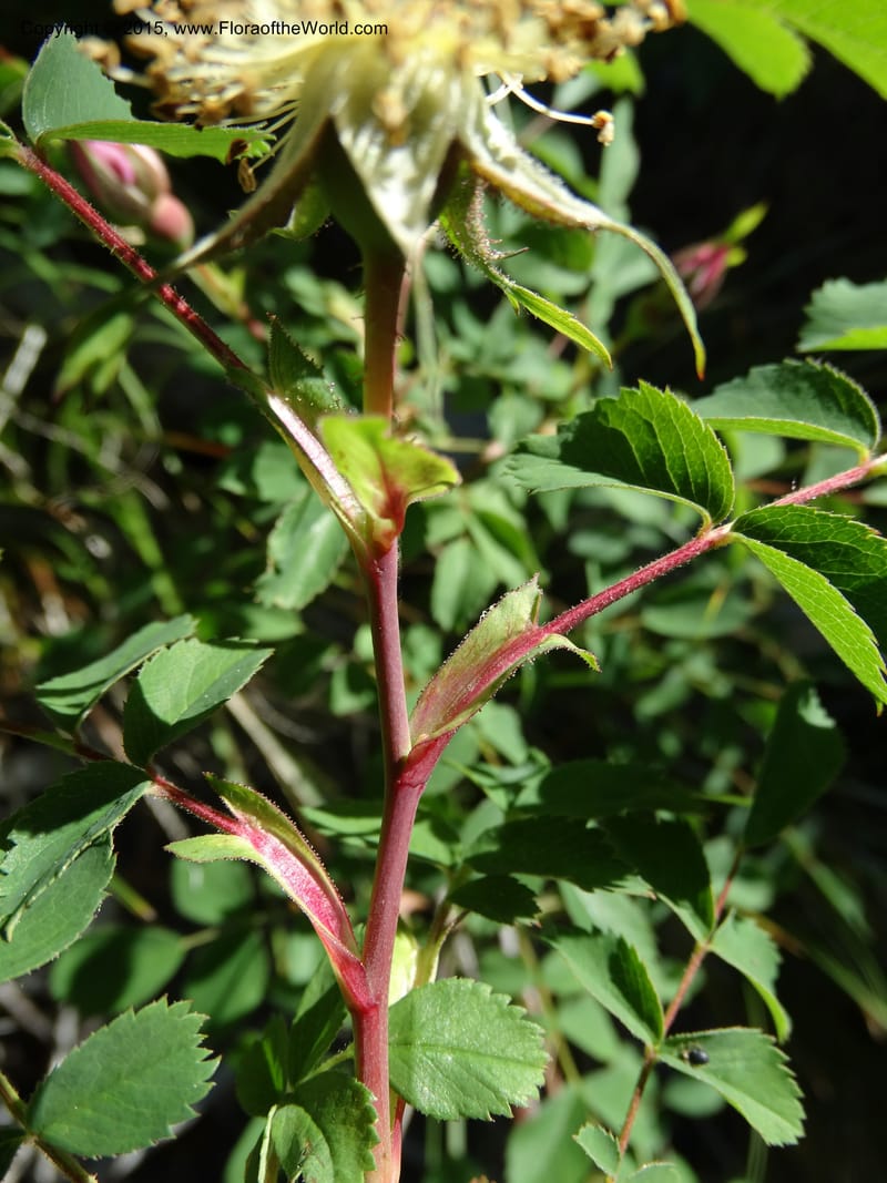 Rosa nutkana, Davidson, C 12515--Idaho. Valley Co. Payette Lake, Sylvan Beach. 18 Jun 2014. DSC09162 (15).JPG