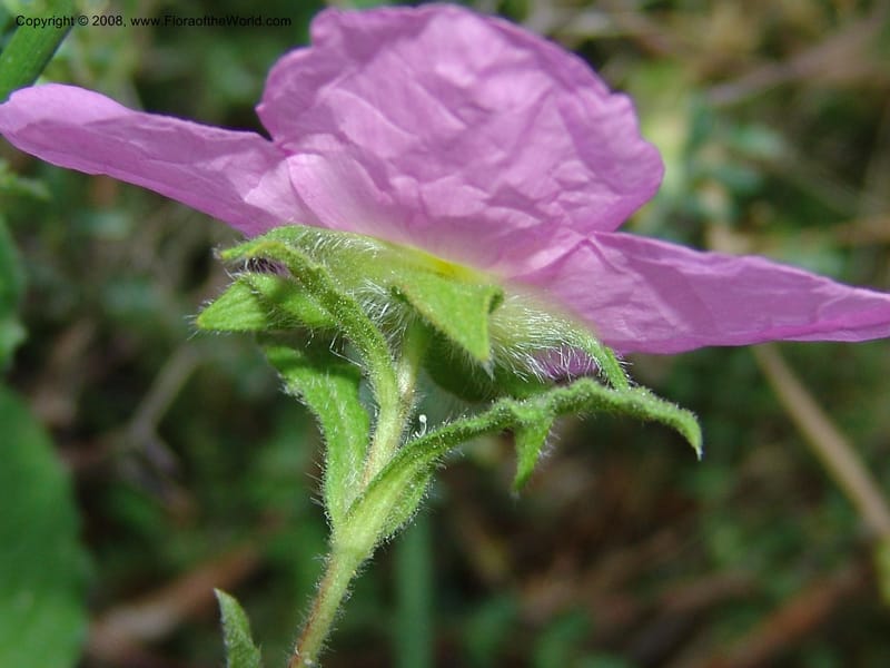 Cistus creticus--Crete. Ep. Kisamos. Sirikari Gorge. 25 May 05. 068.jpg