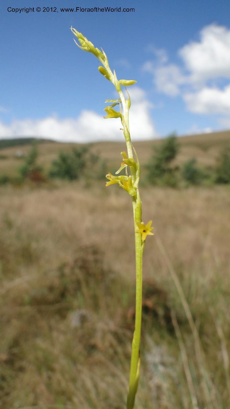 Habenaria simplex, N. Manjato 173--Madagascar. E of Ambositra toward Antoetra. 2 May 2010 151 (27).jpg