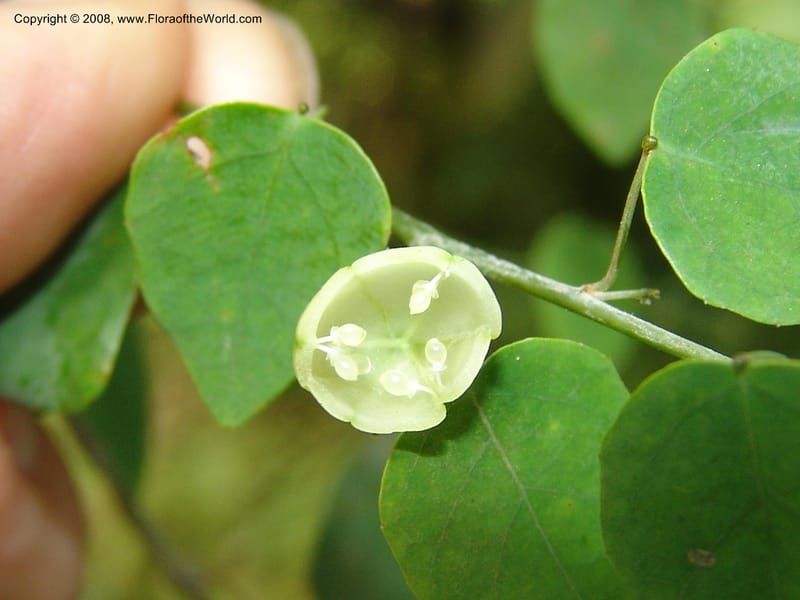 Adenia, GWalters1705--Gabon. Prov. Estuaire. Mondah Forest. 23 Apr 06. 184.jpg