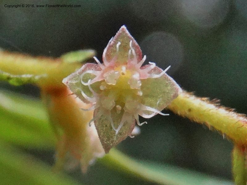 Anisophyllea disticha, Davidson, C 12897--Sabah. Deramakot For. Res. 24 Mar 2015. DSC00089 (106).JPG