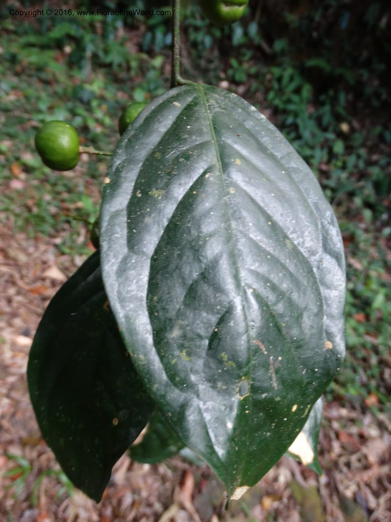Xanthophyllum, Davidson, C 12912--Sabah. Sub-stesen Sayap. 26 Mar 2015. DSC00551 (97).JPG
