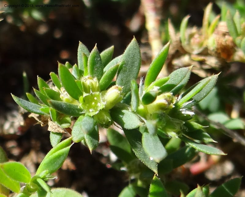 Paronychia communis, WDS 34148--Chile. Playa Colcura. 19 Feb 2013. DSC02120 (42).JPG