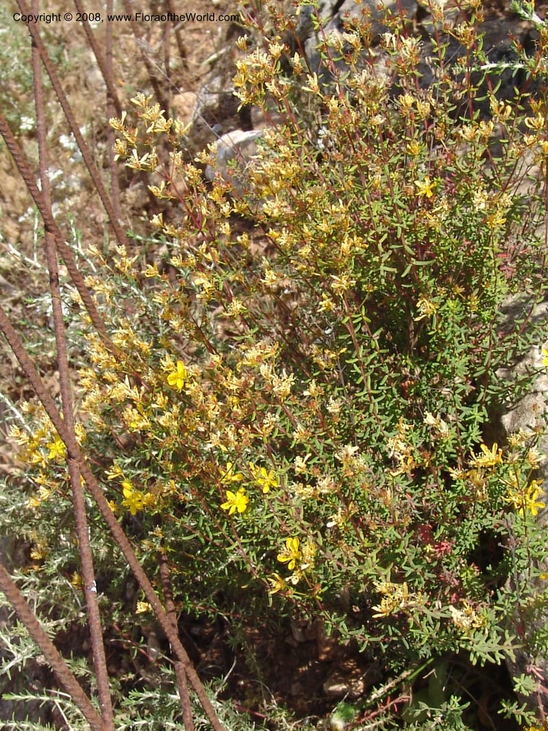 Hypericum empetrifolium ssp empetrifolium--Crete. Ep. Apokoronos. Roadside, ca. Douliana. 23 May 05. 013.jpg