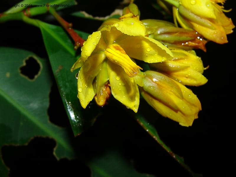 Ouratea, Farfan 684--Peru. Edo. Madre de Dios. ACEER Res. Ctr. 17 Oct 05. 035.jpg