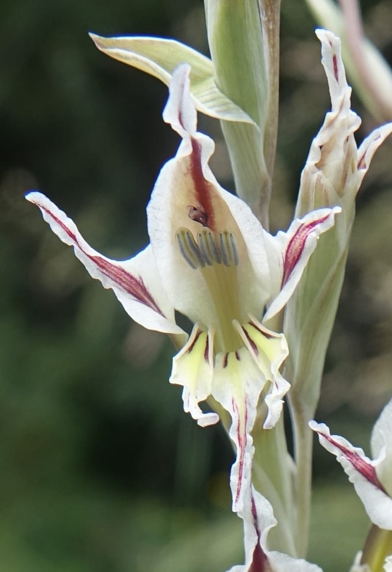 Gladiolus permeabilis, L. Nanyeni 1274--Namibia. Hwy D2859. Odom 418. 30 March 2018. DSC04324 (90).JPG