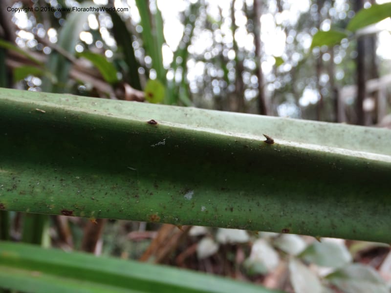 Pandanus occultus, Callmander, M 1184--Sabah. G. Silam. 1 Oct 2014. DSC00937 (22).JPG