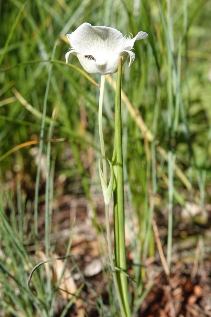 Calochortus apiculatus, C. Davidson 13820--ID. Benewah Co. Reed's Gulch Rd. FR 550. 8 Jul 2018. DSC05956 (284).JPG