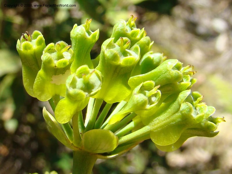 Myodocarpus involucratus, PLowry6878--N.Caled. Dumbea Dam in Dumbea Riv, S of Noumea. 11 Nov 07. 131.jpg