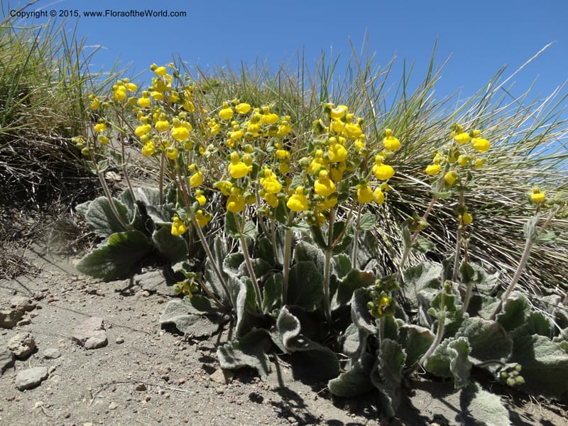 Calceolaria corymbosa, Davidson, C 12792--Chile. Ruta 115, to Laguna del Maule. 24 Nov 2014. DSC07486 (452).JPG