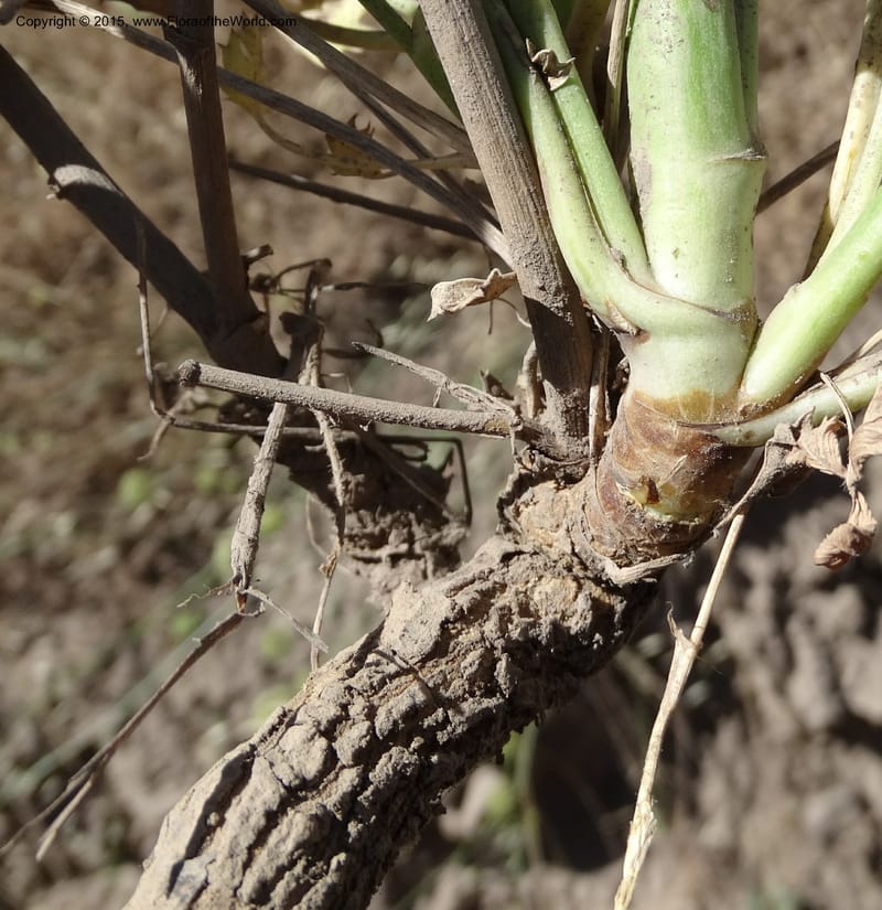Asteriscium chilensis, Davidson, C 12819--Chile. Ruta J-55 east of Talca. 27 Nov 2014. DSC08479 (89).JPG