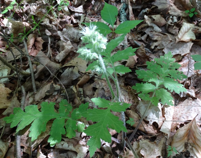 Hydrophyllum macrophyllum, Davidson, C 13025--North Carolina. Haywood Co. Pigeon R. 16 May 2015. DSC05923 (103).JPG