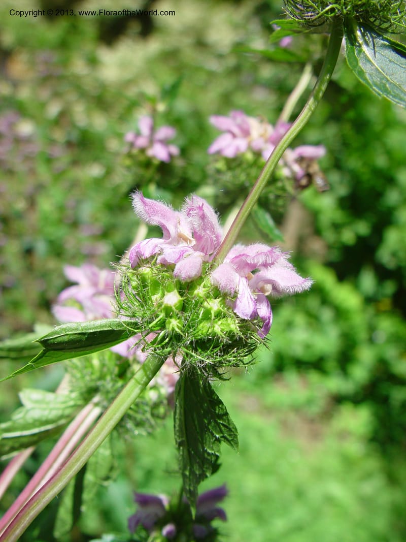 Stachys--Italy. Univ. Fir., Giardino dei Simplici, Florence. 22 May 03.  (3).jpg