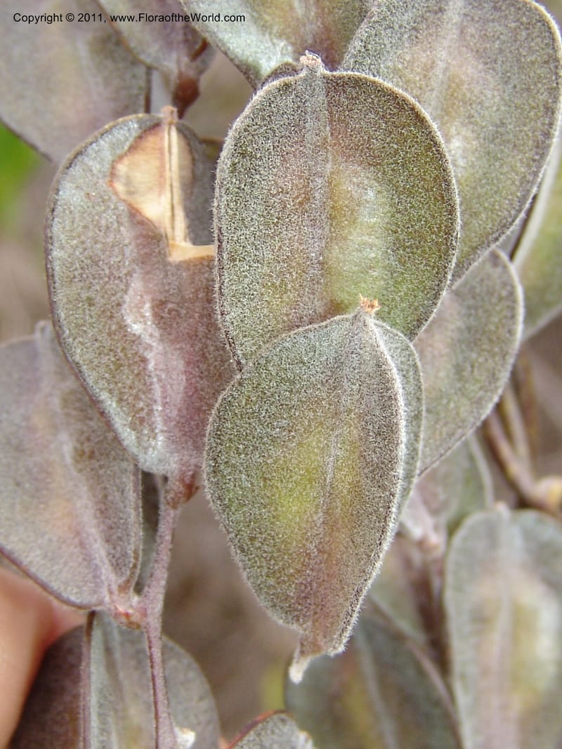 Dioscorea, ZRogers1149--Madag. Prov. Antsir. Sahafary, Analankary. 8 Nov 06. 547.jpg