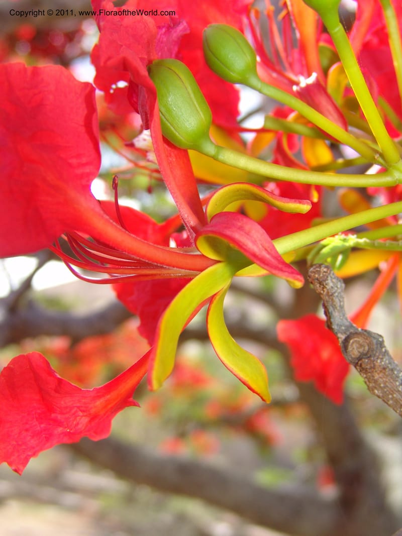 Delonix regia, ROR1560--Madag. Prov. Antsir. Orangea For. Pres. 9 Nov 06. 220 (16).jpg