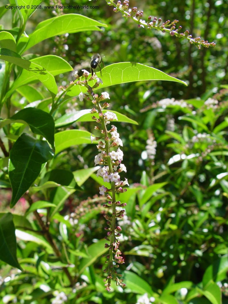 Citharexylum hidalgense, 74.0291--CA. UC Berkeley Bot. Gard. 4 Jul 03. 061.jpg