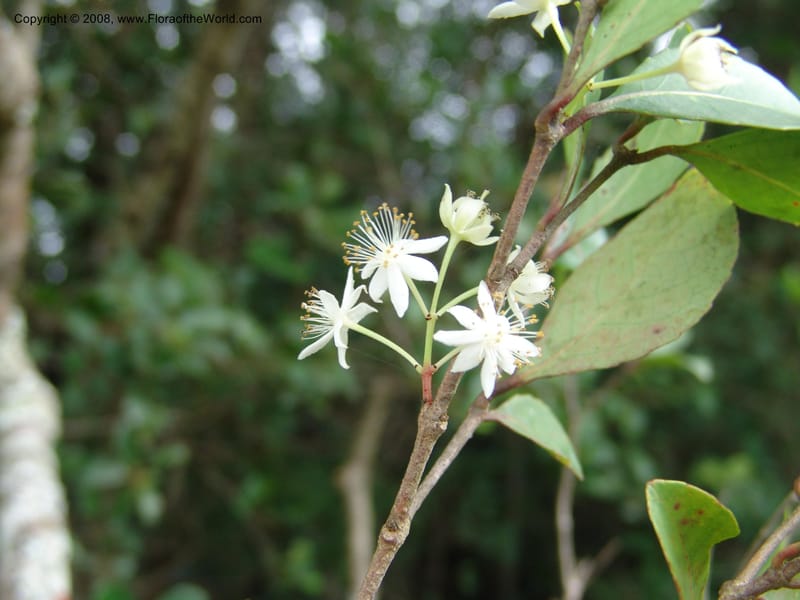 Pseudoscolopia polyantha--So.Africa. E. Cape. Umtamvuna Nat. Res. 11 Mch 05. 110.jpg