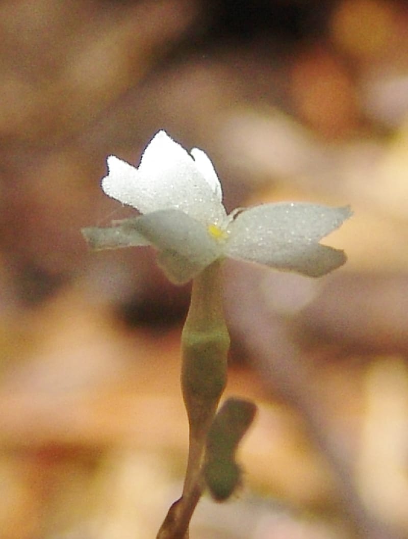 Gymnosiphon, Croat94412--Ecuador. Prov. Pichincha. Res. Guaycuyacu. 10 Feb 05. 285.jpg