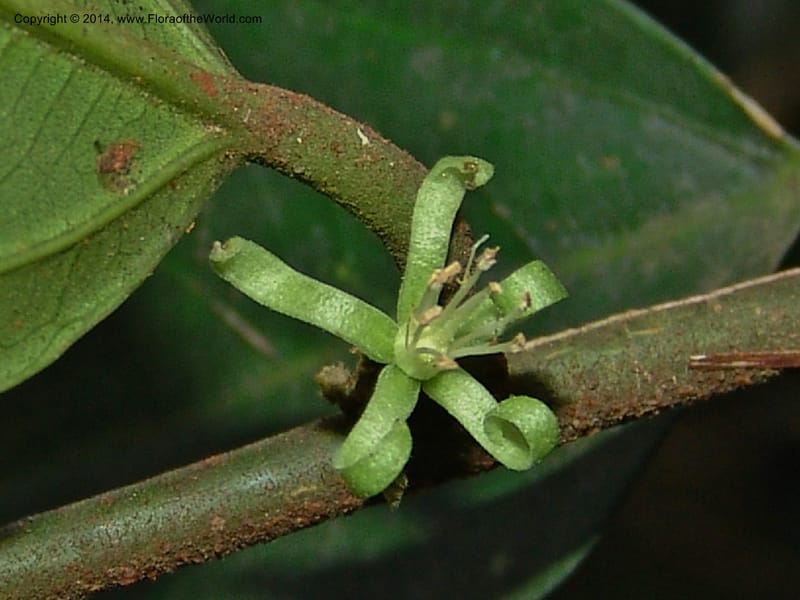 Leptonychia melanocarpa, Leal, M 1132--Gabon. Prov. Ogooue-Ivindo. Res. Lope. Sommet Main. 19 Apr 06. 060 (4).jpg
