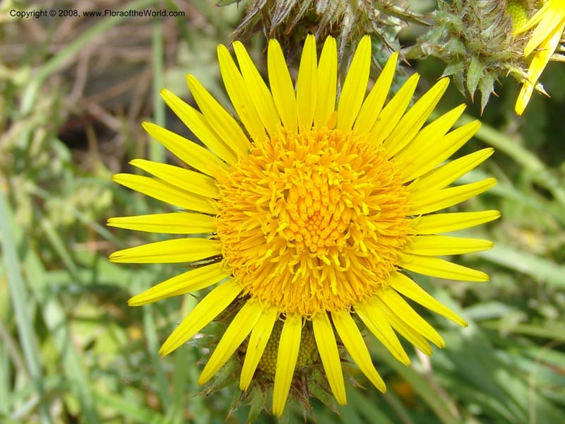 Berkheya--So.Africa. KZN. Midl. Meand. Granny Mouse. 13 Mch 05. 080.jpg