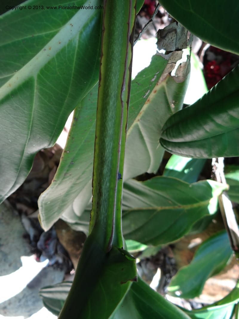Medinilla miniata--Australia. Queensland. Cairns B. G. DSC09035 (47).JPG