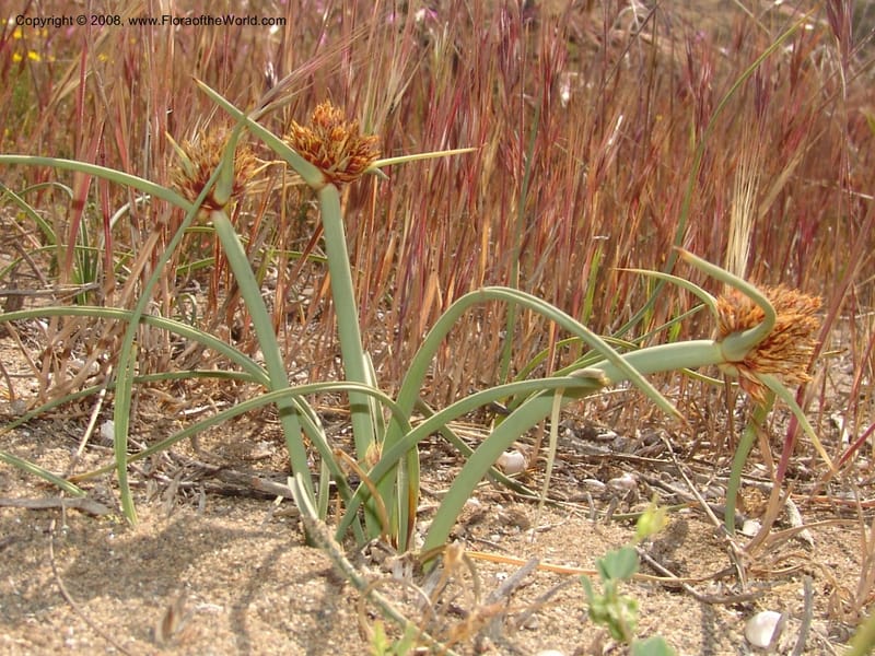 Cyperus capitatus--Spain. Prov. Almeria. Cabo de Gata.  Wildfl. Center. 23 Apr 05. 083.jpg