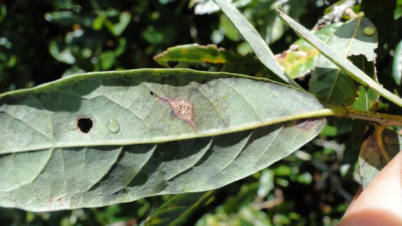 Quercus sebifera, H. Gomez Dominguez 2806--MX. Chiapas. Crucero Trinitaria y  Montebello. 21 Sept 2010. 198 (20).jpg