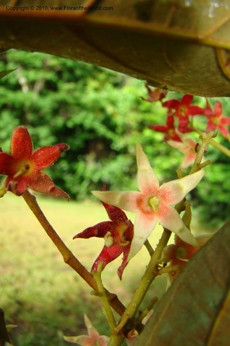 Sterculia villifera, Mori, 27339--French Guiana. Les Nouragues Station. 27 Oct 09. 037.jpg