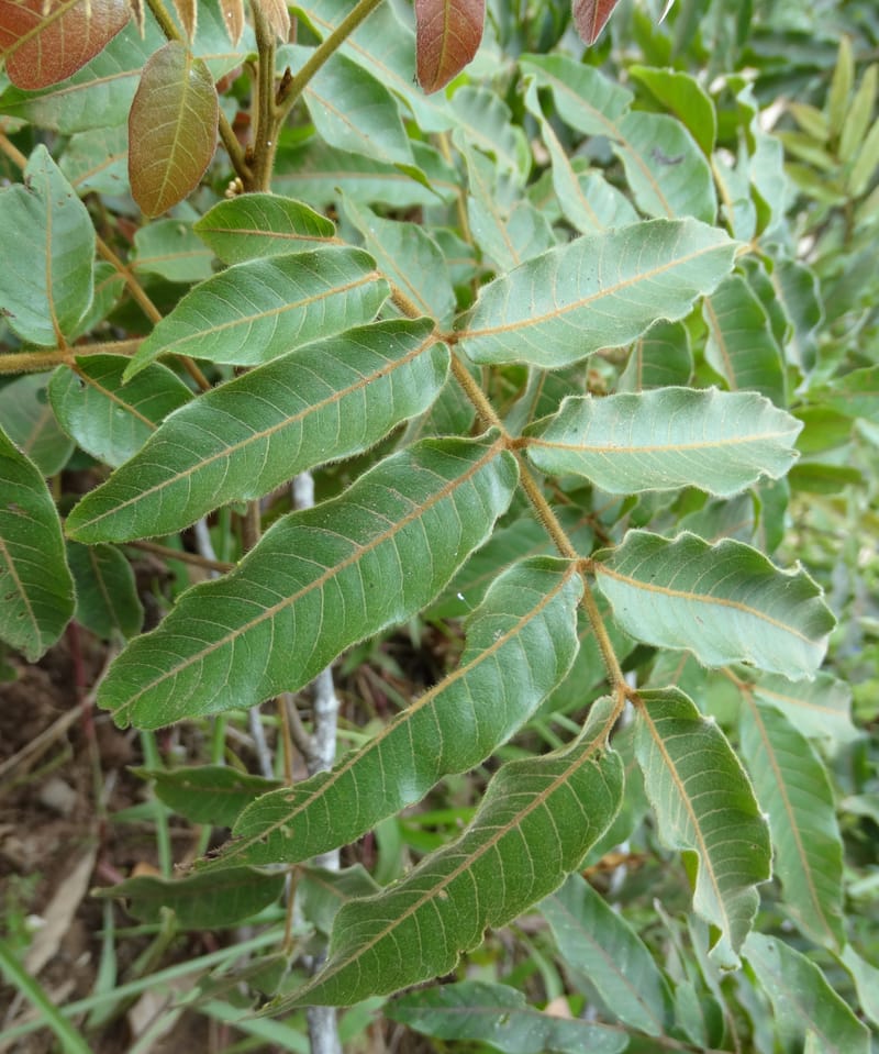 Alectryon vitiensis, Munzinger, J 7376--Fiji. Valeni Vill. 6 Nov 2015. DSC09910 (6).JPG