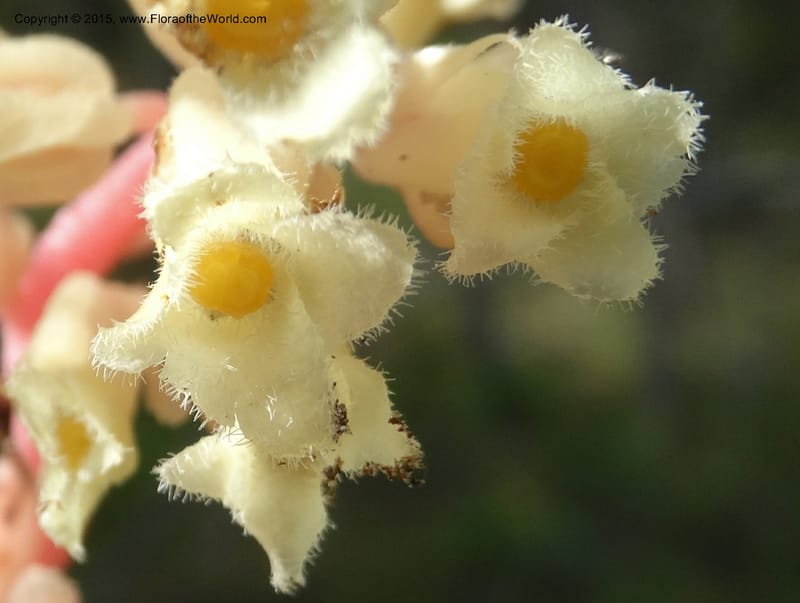Monotropa hypopitys, Davidson, C 12626--ID. Idaho Co. S of Steamboat Summit. 5 Aug 2014. DSC00156 (159).JPG