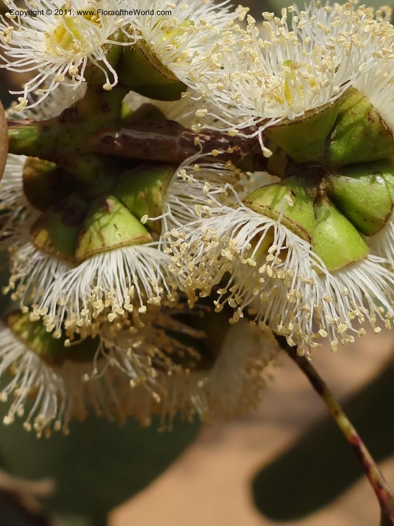 Eucalyptus platyphylla, B. Gray 9065--Australia. Queensland. Bakerville. 22 Sep 2011. (15).JPG