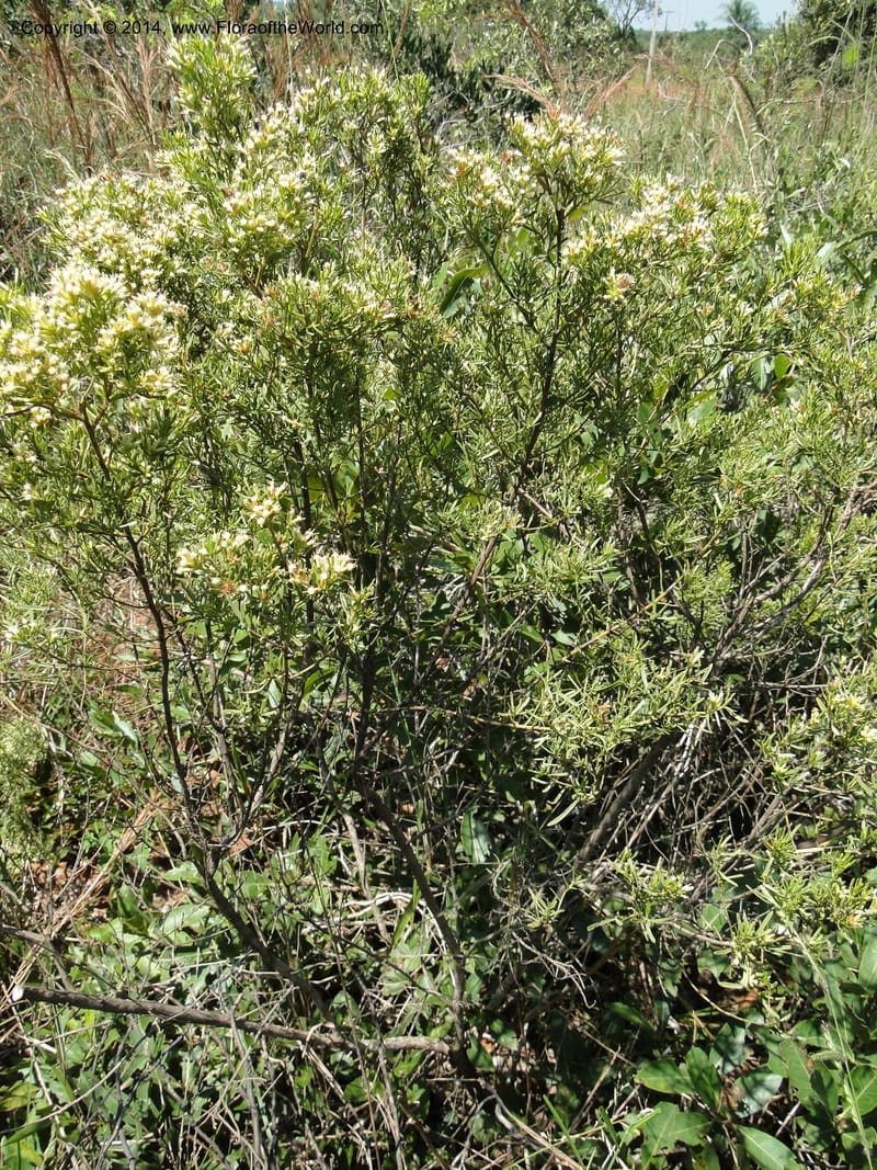 Baccharis pseudotenuifolia, Stevens, W.D. 31064, Cerro Cora, 15 Mar 2011 1370 (2).JPG