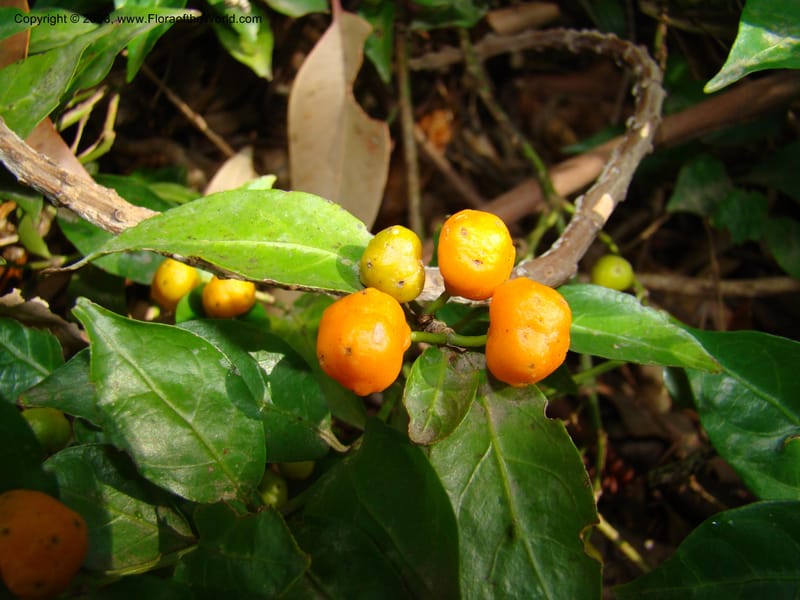 Morinda jasminoides--Australia. Royal Botanic Garden, Melbourne. 19-20 Mch 08. 023.jpg