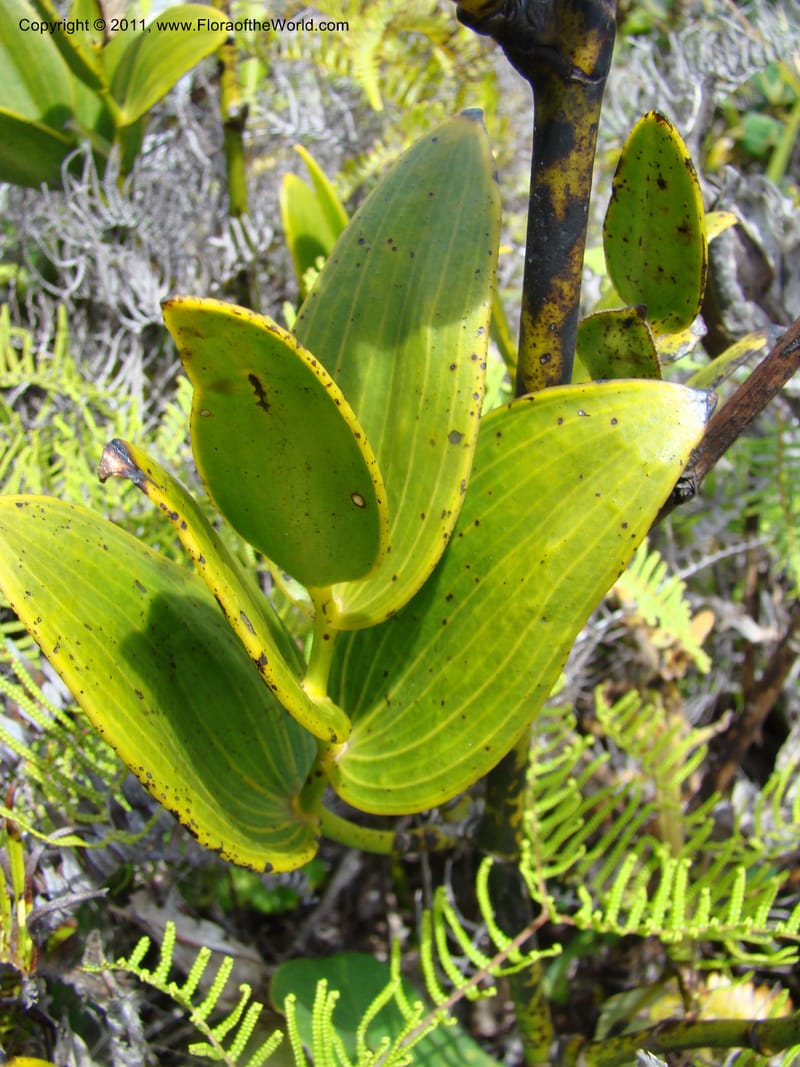 Eriaxis rigida,  Munzinger, J 4772--New Caledonia, Prov N, Col d'Amoss,  14 Nov 2007, 185 (14).jpg