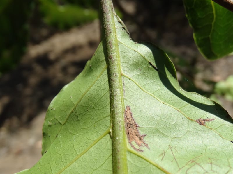 Cupaniopsis, Callmander, M 1227--New Caledonia. Tina. 10 Nov 2015. DSC00610 (31).JPG