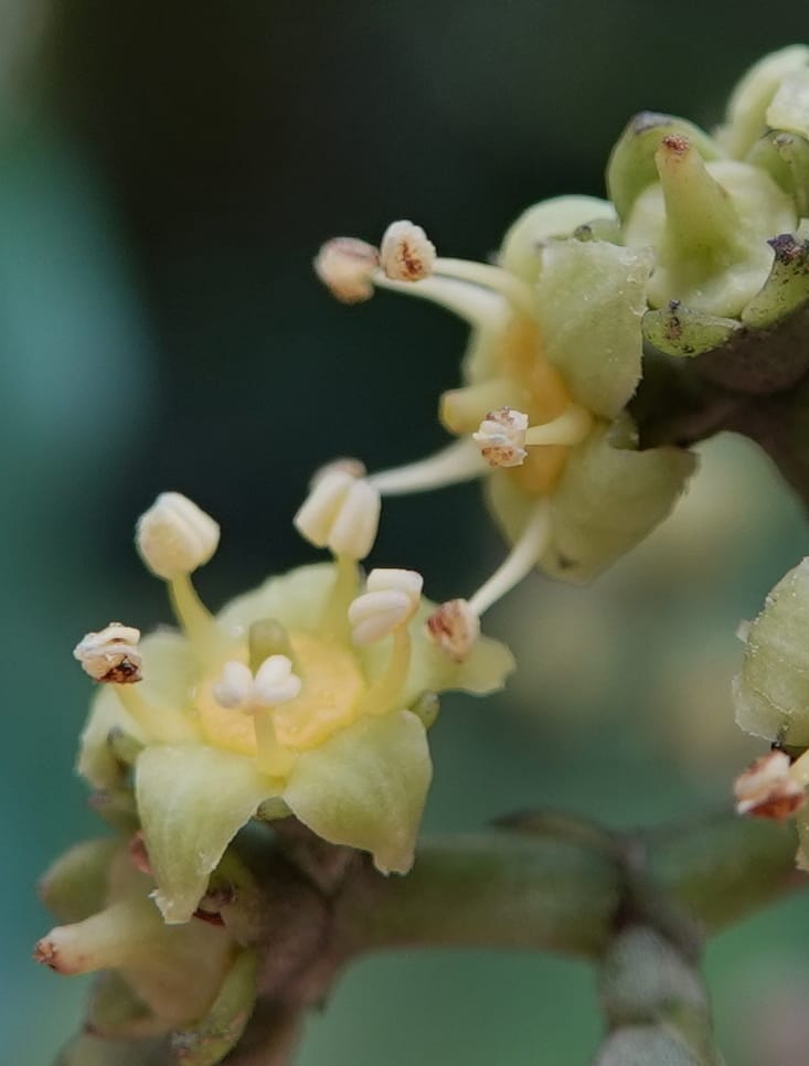 Mastixia pentandra, D. Boufford 44162--China. Yunnan. Bu Long Shan. 6 May 2018. DSC02824 (12).JPG